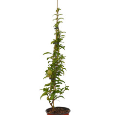 Albero di Melograno Wonderful Vaso 18cm | Mondo Piante 2