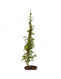 Albero Melograno Wonderful... 2