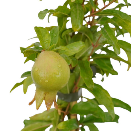 Albero di Melograno Wonderful Vaso 18cm | Mondo Piante