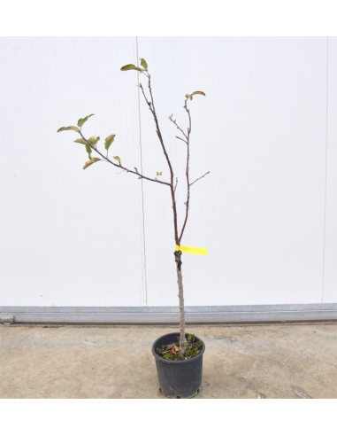 Albero di Melo Renetta 3 Anni | Mondo Piante