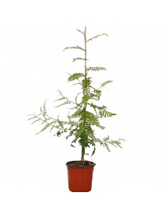 Pianta Schinus molle (Falso...