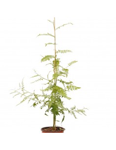 Pianta Schinus molle (Falso... 2
