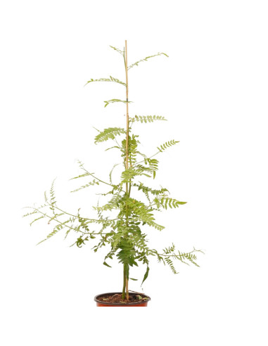 Selling Schinus molle Tree-Garden Trees Online | Mondo Piante