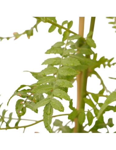 Selling Schinus molle Tree-Garden Trees Online | Mondo Piante