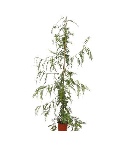 Selling Schinus molle Tree-Garden Trees Online | Mondo Piante
