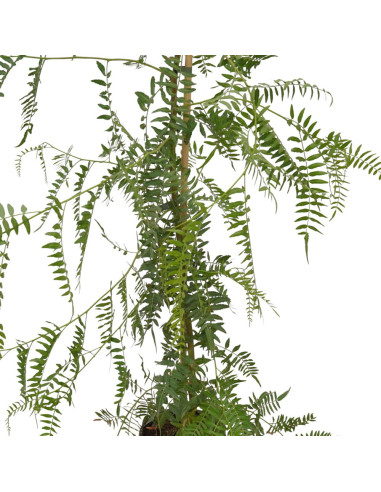 Selling Schinus molle Tree-Garden Trees Online | Mondo Piante