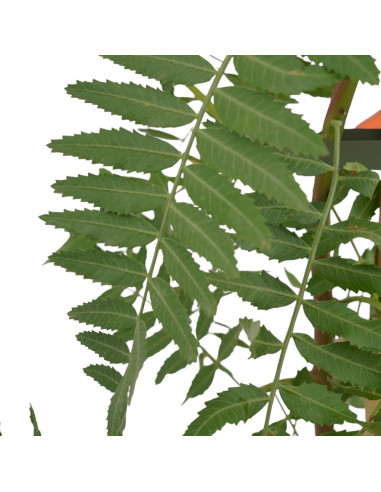 Selling Schinus molle Tree-Garden Trees Online | Mondo Piante