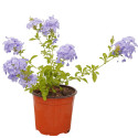 Pianta di Plumbago Blu (Gelsomino Azzurro) - Vaso 18 cm