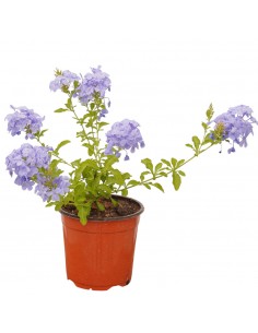 copy of Plumbago Plant