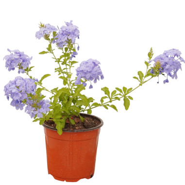 Pianta di Plumbago in Vaso 18cm - Piante Rampicanti | Mondo Piante