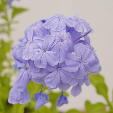 Pianta di Plumbago in Vaso 18cm - Piante Rampicanti | Mondo Piante