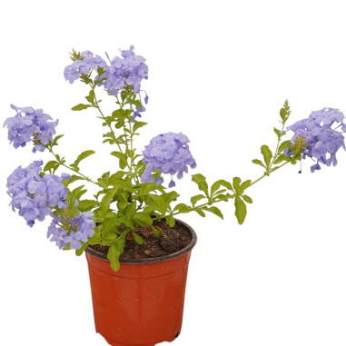 Sale Of Plumbago Plant - Climbing Plant| Mondo Piante