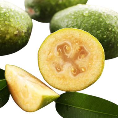 Feijoa Sellowiana Plant for Sale - Bush Plants Online | Mondo Piante