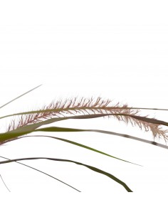 Pianta di Pennisetum Rubrum... 2