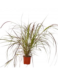 Pianta di Pennisetum Rubrum...