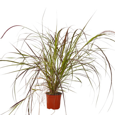 Pianta di Pennisetum in Vaso 18cm- Pianta Da Cespuglio|Mondo Piante