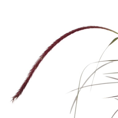 Pianta di Pennisetum in Vaso 18cm- Pianta Da Cespuglio|Mondo Piante