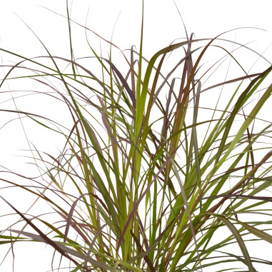 Pianta di Pennisetum in Vaso 18cm- Pianta Da Cespuglio|Mondo Piante