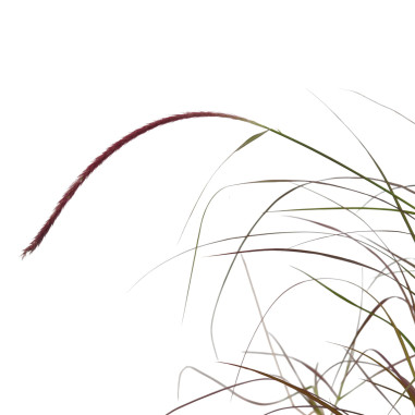 Pennisetum Plant for Sale - Bush Plants Online | Mondo Piante