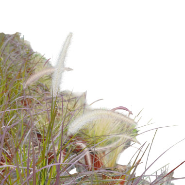 Pianta di Pennisetum in Vaso 18cm- Pianta Da Cespuglio|Mondo Piante