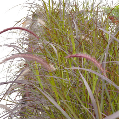 Pianta di Pennisetum in Vaso 18cm- Pianta Da Cespuglio|Mondo Piante