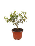 Pianta di Ulivo Vaso 14cm-Idea Bomboniera Naturale e Simbolica