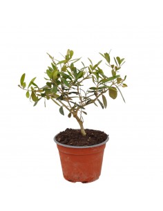 copy of Leccino olive tree