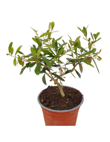 On-line Sale of the Leccino olive tree-Fruit Trees|Mondo Piante