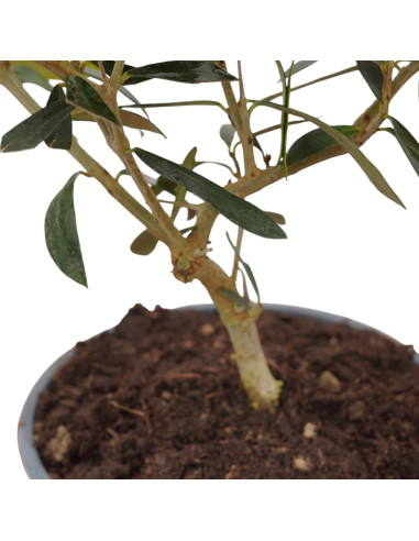 On-line Sale of the Leccino olive tree-Fruit Trees|Mondo Piante