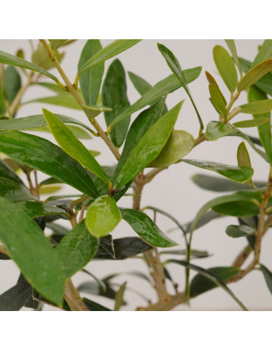 On-line Sale of the Leccino olive tree-Fruit Trees|Mondo Piante