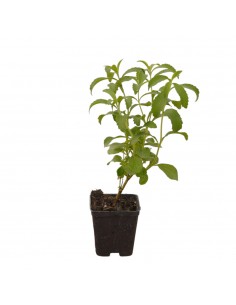 10 Piante di Stevia in Vaso...