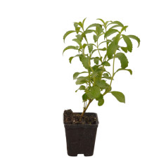 Kit 10 Piante Stevia Vaso 7 cm | Mondo Piante