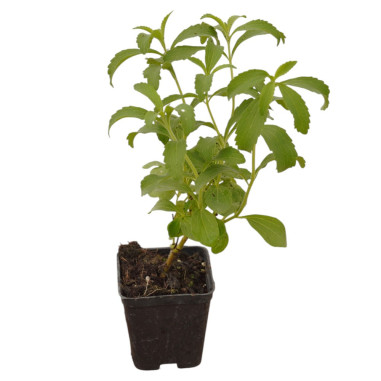 10 Piante di Stevia  Vaso 7cm - Vendita Piante Aromatiche|Mondo Piante