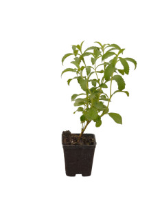 Kit 5 Piante Stevia Vaso 7 cm | Mondo Piante