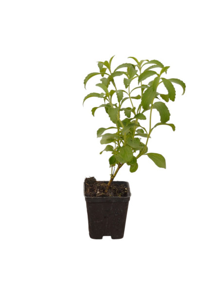 Kit 5 Piante Stevia Vaso 7 cm | Mondo Piante
