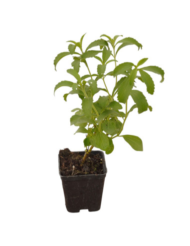 5 Piante di Stevia  Vaso 7cm - Vendita Piante Aromatiche|Mondo Piante