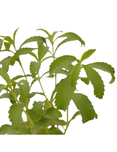 5 Piante di Stevia  Vaso 7cm - Vendita Piante Aromatiche|Mondo Piante