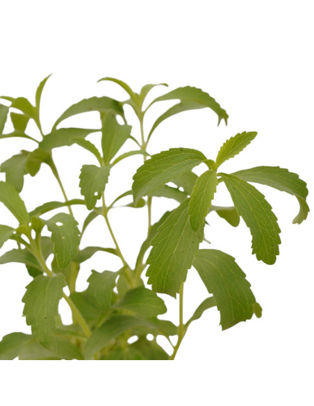 Kit 5 Piante Stevia Vaso 7 cm | Mondo Piante