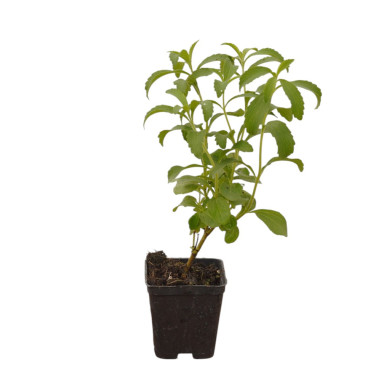 Pianta di Stevia Vaso 7cm - Vendita Piante Aromatiche|Mondo Piante