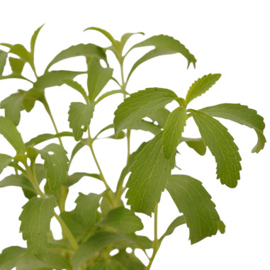 Pianta di Stevia Vaso 7cm - Vendita Piante Aromatiche|Mondo Piante