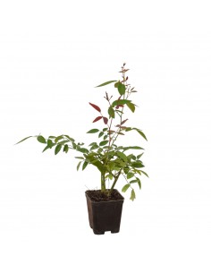 copy of Rosa Plant