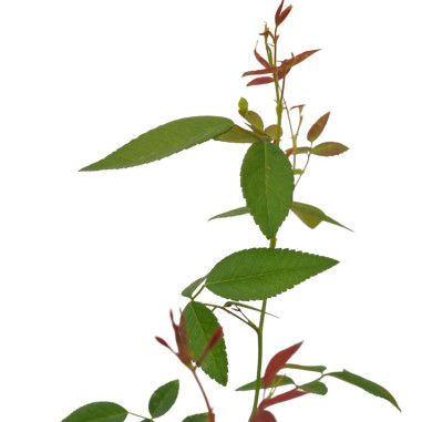 Vendita Piante di Rosa in Vaso 7cm -Piante Da Cespuglio|Mondo Piante