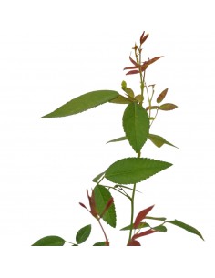 5 Piante di Rosa in Vaso...