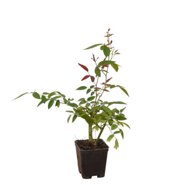 5 Piante di Rosa in Vaso 7cm -Vendita Piante Da Cespuglio|Mondo Piante