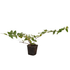 Kit 10 Piante Lonicera Caprifolium Vaso 7 cm | Mondo Piante