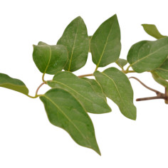 Kit 10 Piante Lonicera Caprifolium Vaso 7 cm | Mondo Piante 2