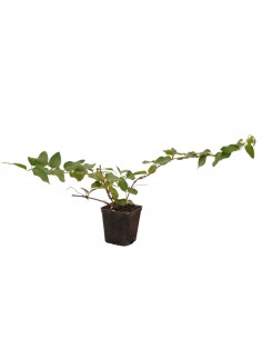 Lonicera Caprifolium Plant