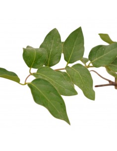 5 Piante di Lonicera... 2