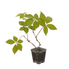 Kit 10 Piante Ampelopsis Quinquefolia Vaso 7 cm | Mondo Piante