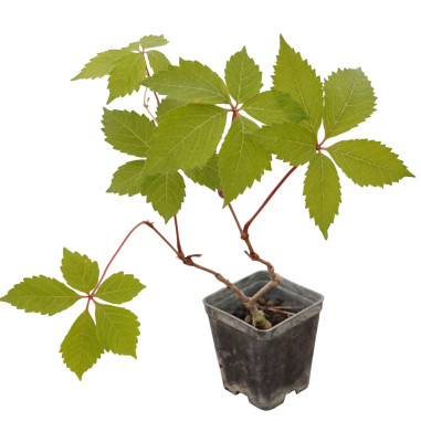 10 Piante di Ampelopsis Vaso 7cm - Piante Da Cespuglio|Mondo Piante